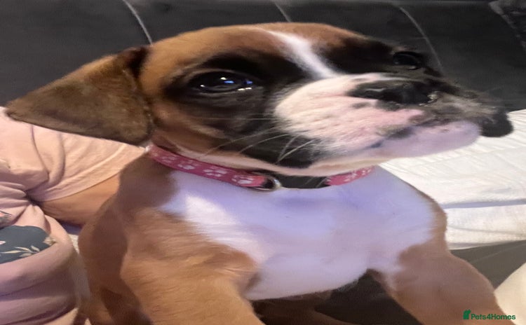 Boxer dogs - Advert 2