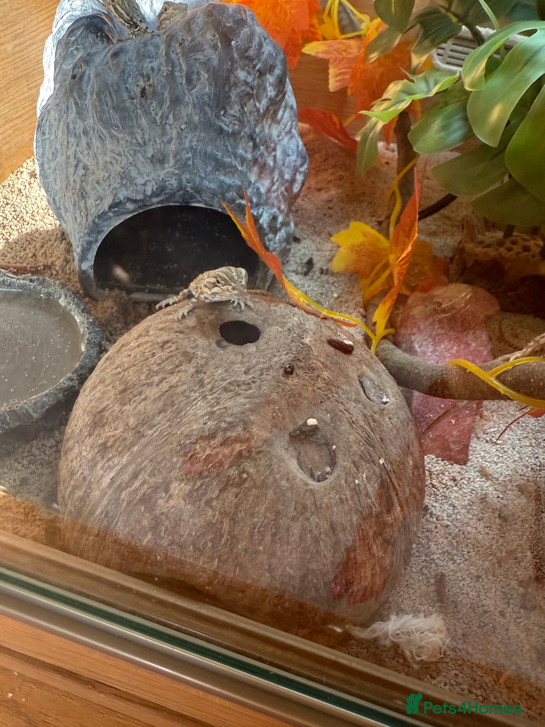 Dragon reptiles for sale: Baby Rankin Dragon - Image 2