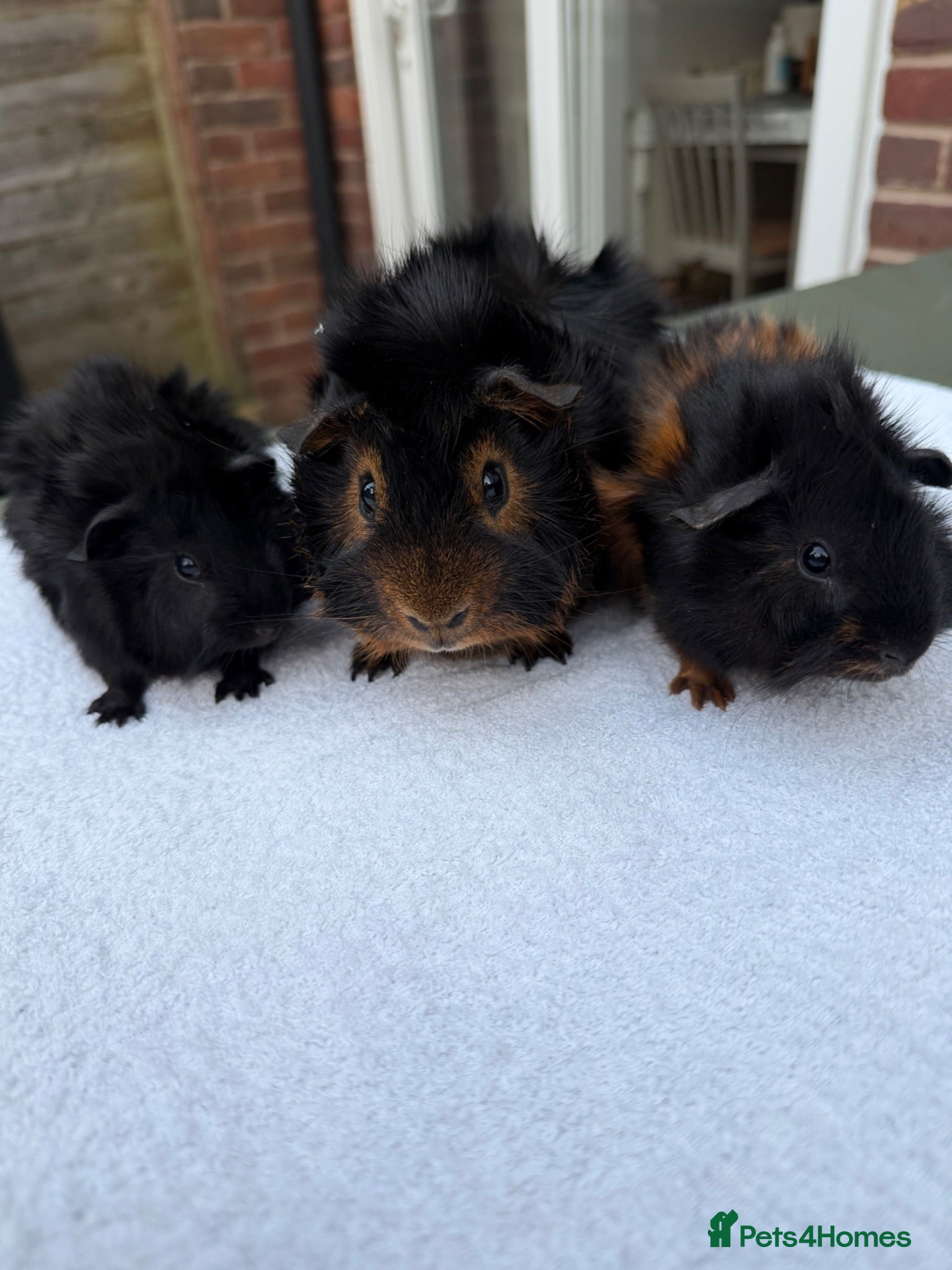 Guinea Pig rodents 3 x male guinea pigs ( Dad and his two sons )  - Advert 3