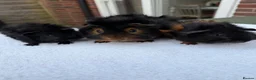 Guinea Pig rodents for sale: 3 x male guinea pigs ( Dad and his two sons )  - Advert 1