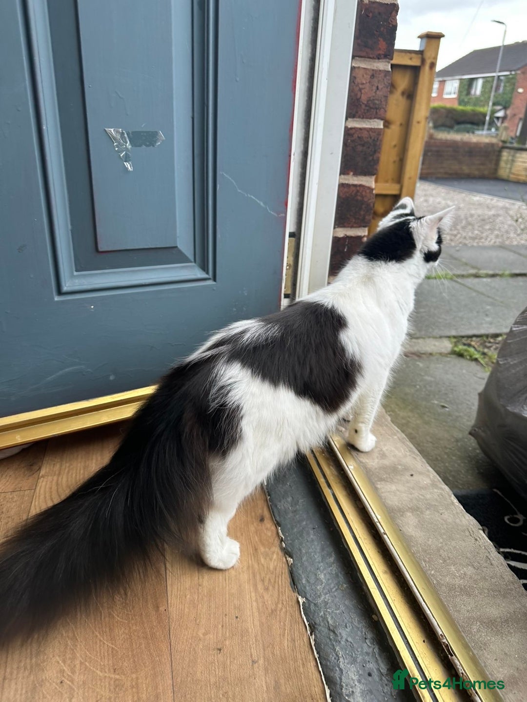 British Longhair cats for sale: British longhair cat - Advert 2