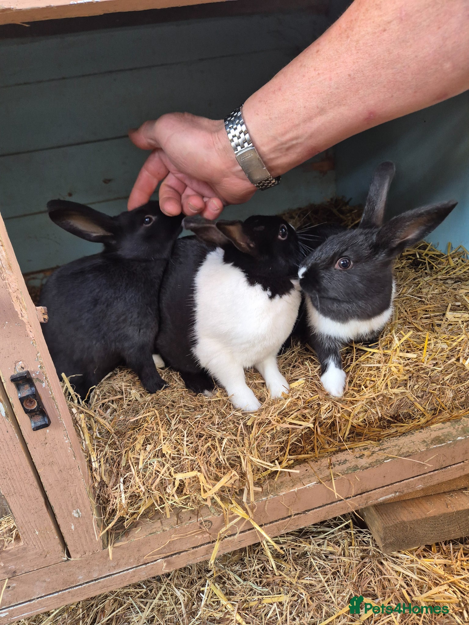 New Zealand rabbits New Zealand x Dutch Kits - Advert 5