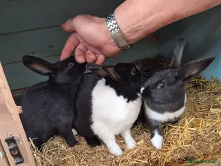 New Zealand rabbits New Zealand x Dutch Kits - Advert 5