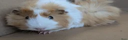 Guinea Pig rodents for sale: 2 female guinea pigs - Advert 7