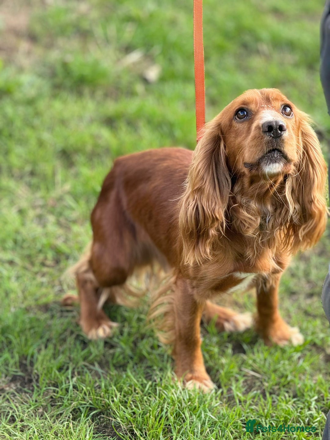 Cocker Spaniel dogs for sale: Cocker spaniel puppies  - Image 19