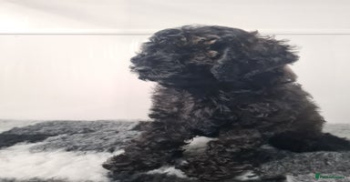 Cockapoo dogs - Advert 16
