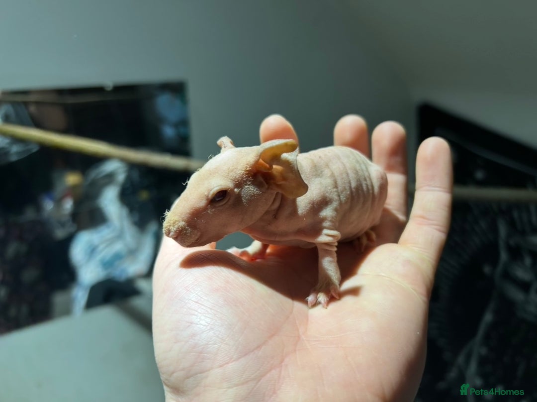 Guinea Pig rodents for sale: Pedigree baby skinny pigs - Advert 6