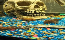 Plecos fish for sale: Plecos for sale - Image 4