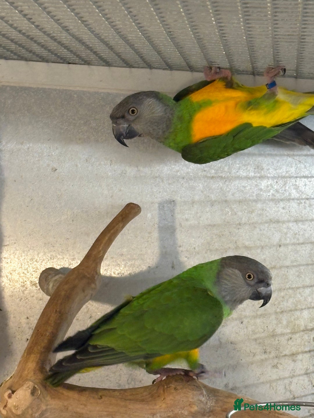 Parrots birds for sale: Senegal Parrots  - Advert 4