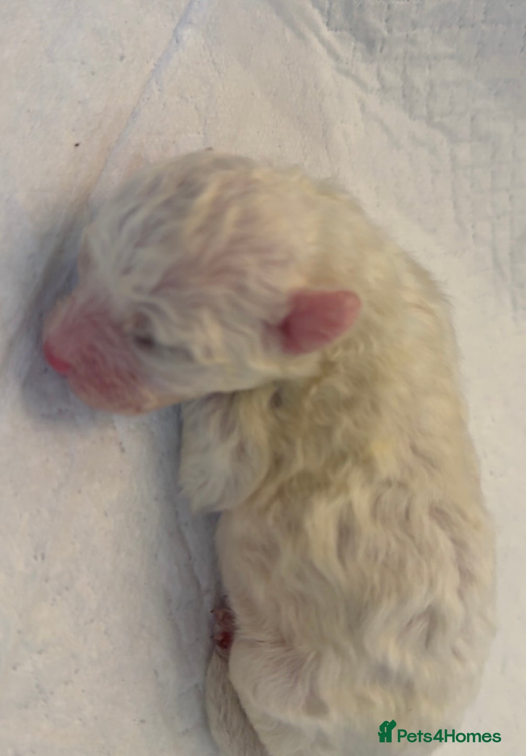 Bichon Frise dogs for sale: Pedigree bichon frise    - Image 3