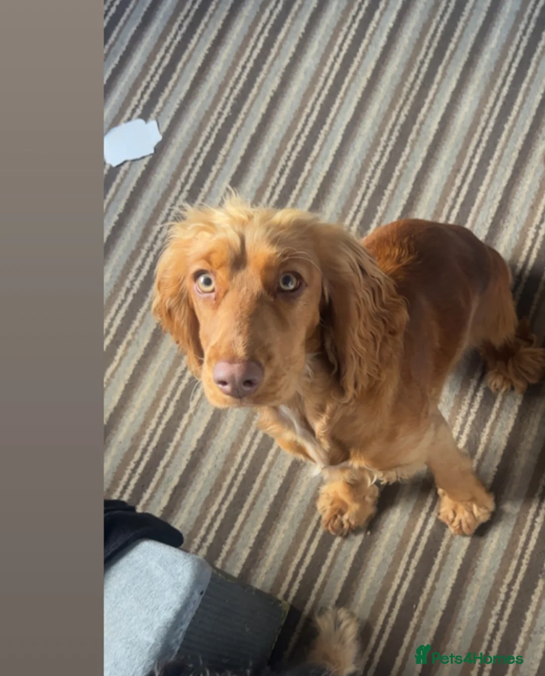 Cocker Spaniel dogs for sale: Female Show cocker spaniel  - Advert 3