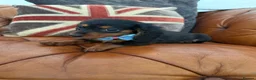 Miniature Dachshund dogs for sale: Miniature Dachshund 5 ⭐ License 5 ⭐ reviews - Advert 17
