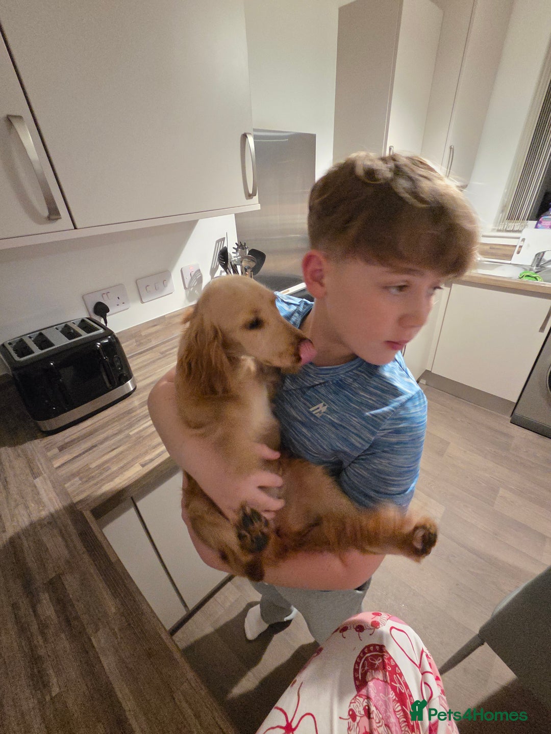 Cocker Spaniel dogs for sale: 6 month old spaniel - Advert 3