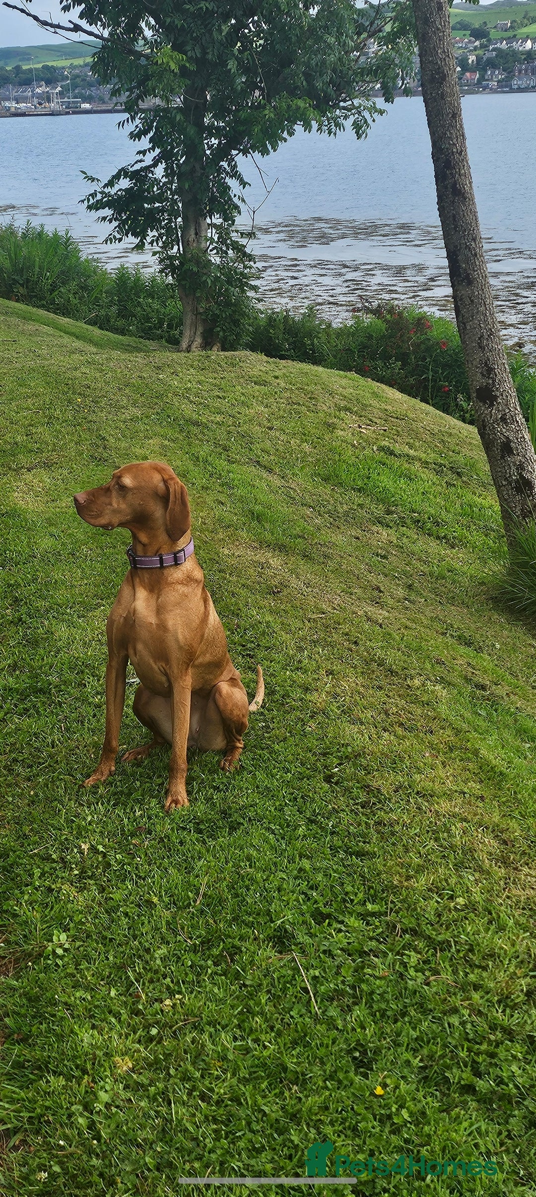 Hungarian Vizsla dogs Beautiful KC Registered Hungarian Viszla Puppies - Advert 4