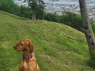 Hungarian Vizsla dogs Beautiful KC Registered Hungarian Viszla Puppies - Advert 4