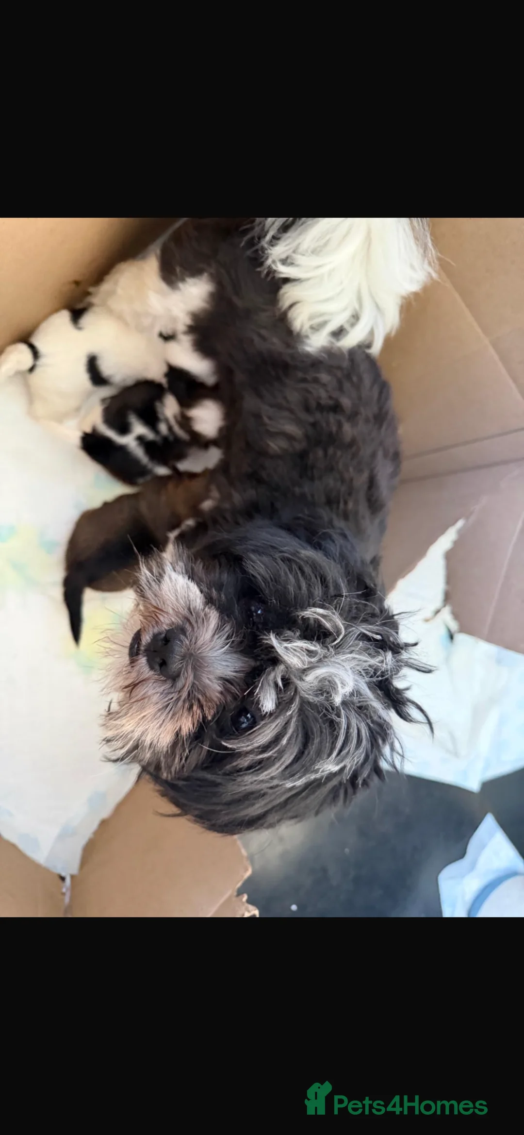 Lhasa Apso dogs for sale: Adorable Lhasa apso puppies - Advert 2