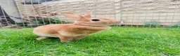 Rex rabbits for sale: Beautiful Orange Mini Rex doe - Advert 4