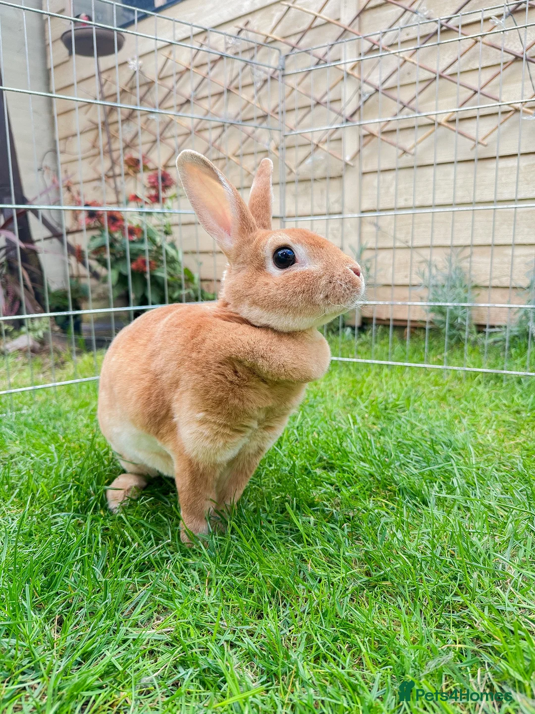 Rex rabbits for sale: Beautiful Orange Mini Rex doe - Advert 4