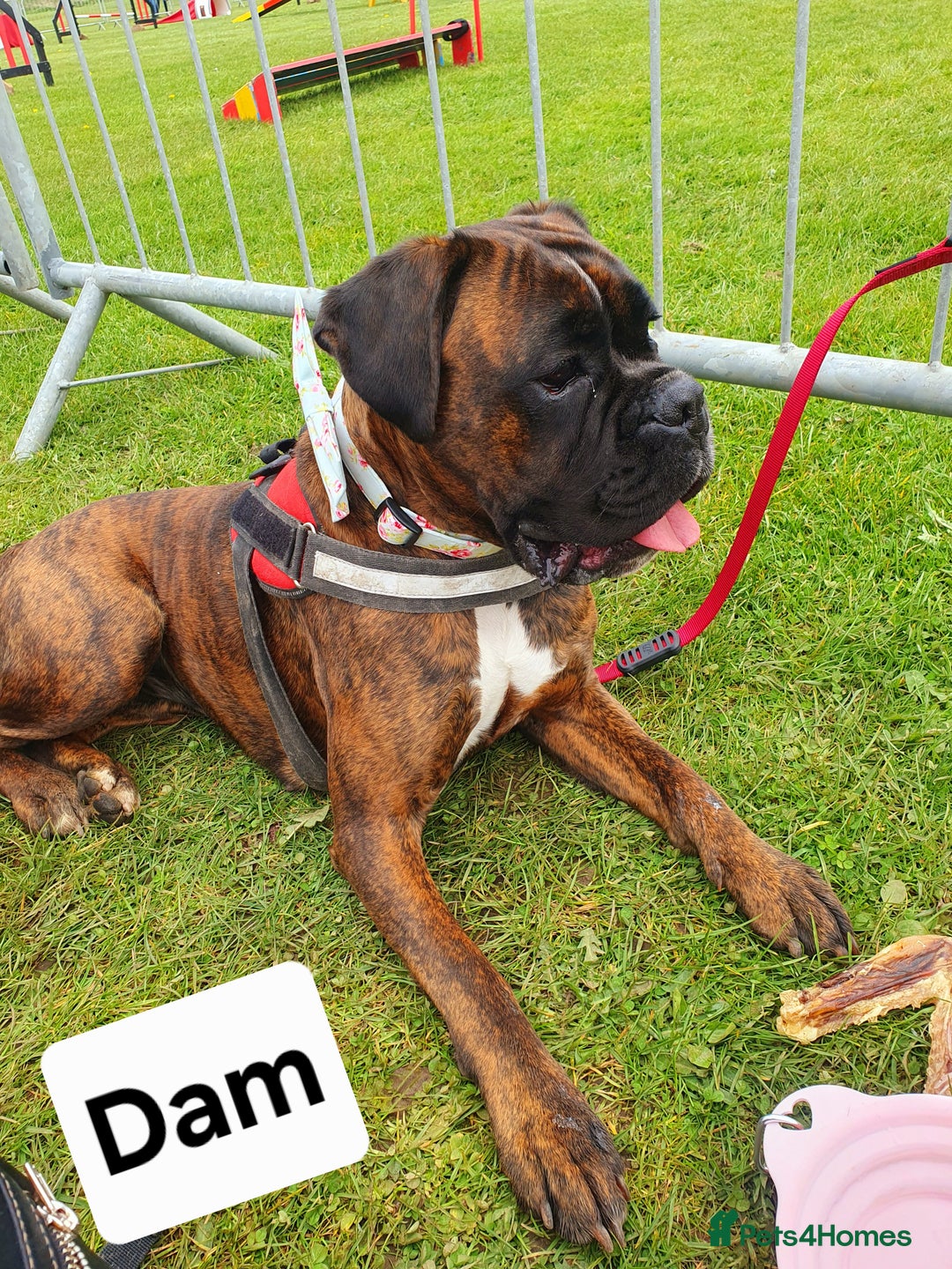 Boxer dogs for sale: 7 Beautiful Boxer Chunky Puppies - Advert 1