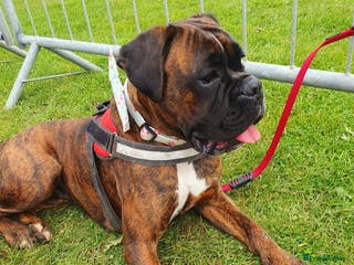 Boxer dogs 7 Beautiful Boxer Chunky Puppies - Advert 18