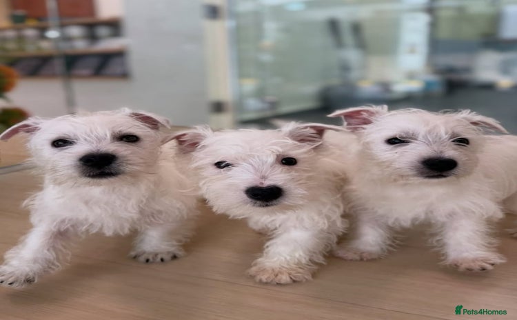 West Highland Terrier dogs - Advert 2