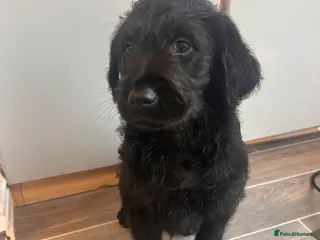 Labradoodle dogs Labradoodle puppy’s! - Advert 3