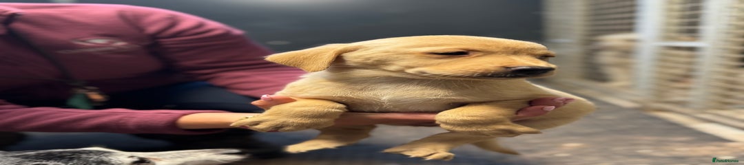 Labrador Retriever Puppy 6