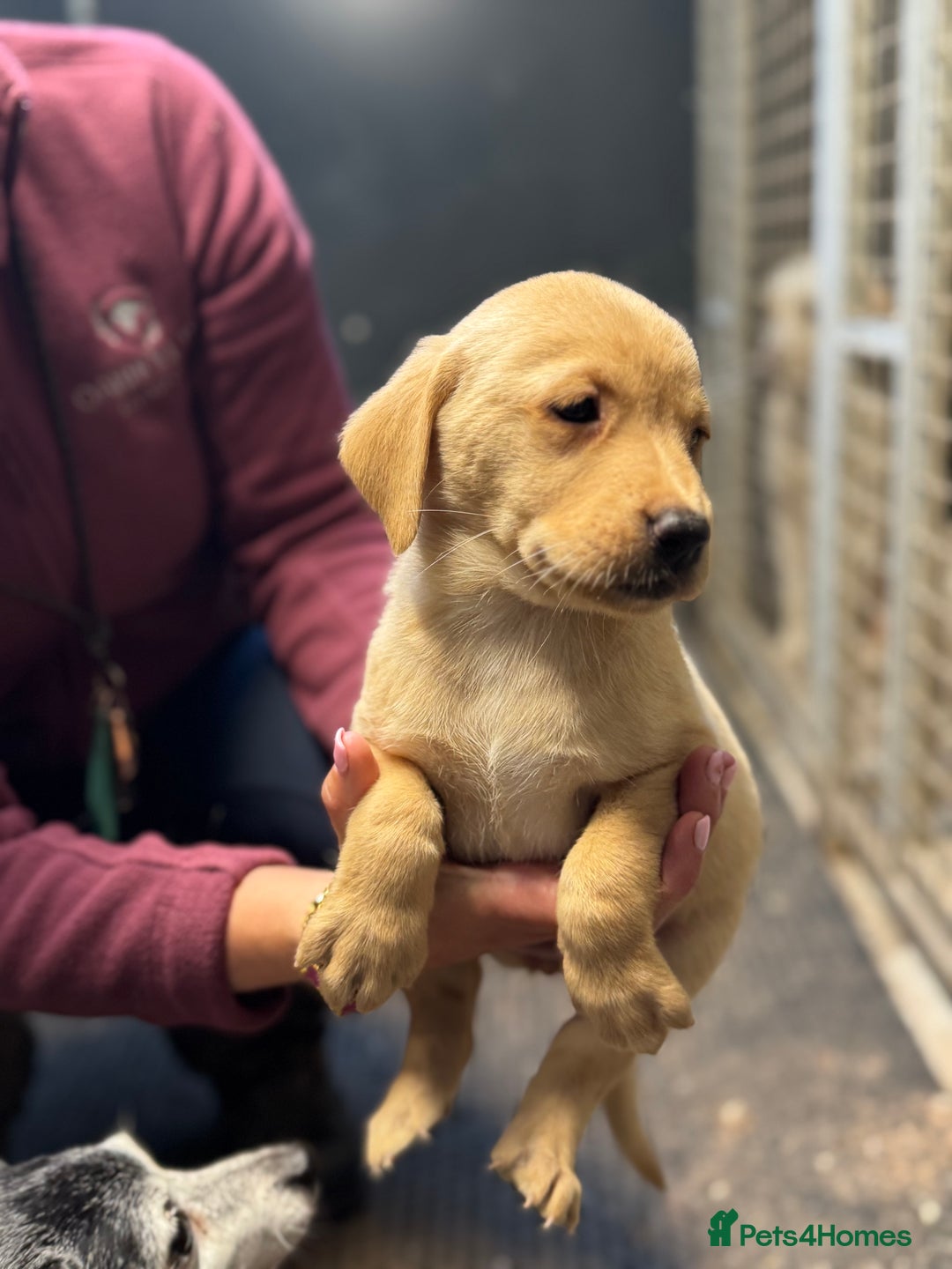 Labrador Retriever dogs for sale: Kc Registered yellow Labrador puppies - Image 10