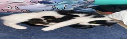 Mixed Breed cats for sale: 2x male kittens domestic  in Wigan - Advert 2