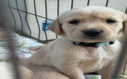 Goldador dogs for sale: Beautiful goldador puppies  - Image 7