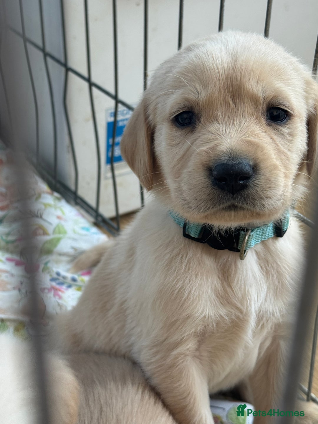 Goldador dogs for sale: Beautiful goldador puppies  - Image 7