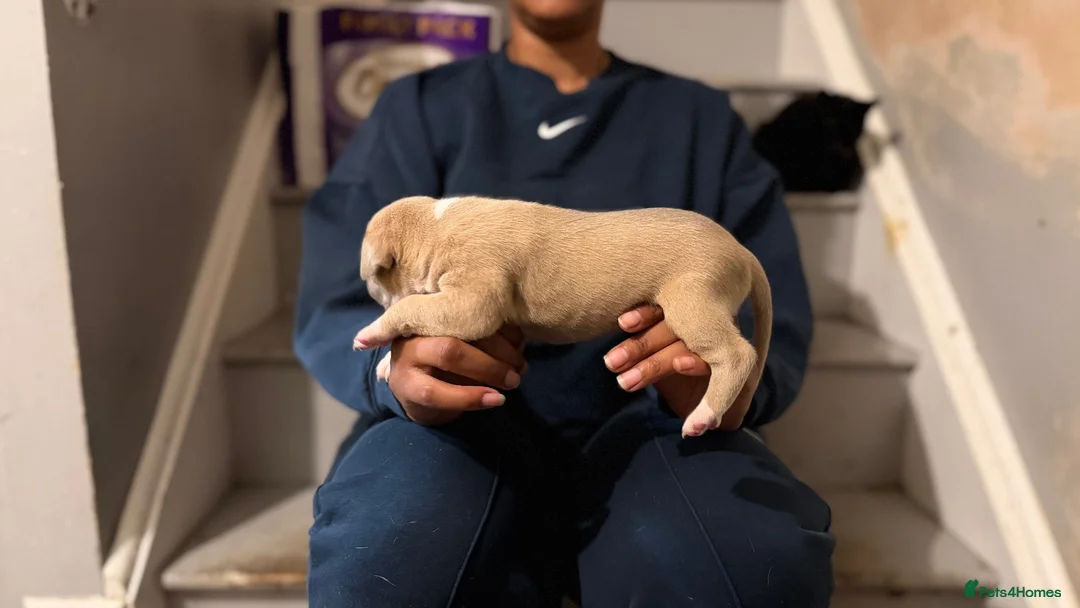 American Bull Staffy dogs for sale: Long legged staff litter - Advert 15