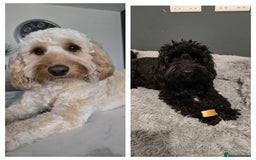 Cockapoo dogs for sale: F2 cockapoo puppies  - Image 2