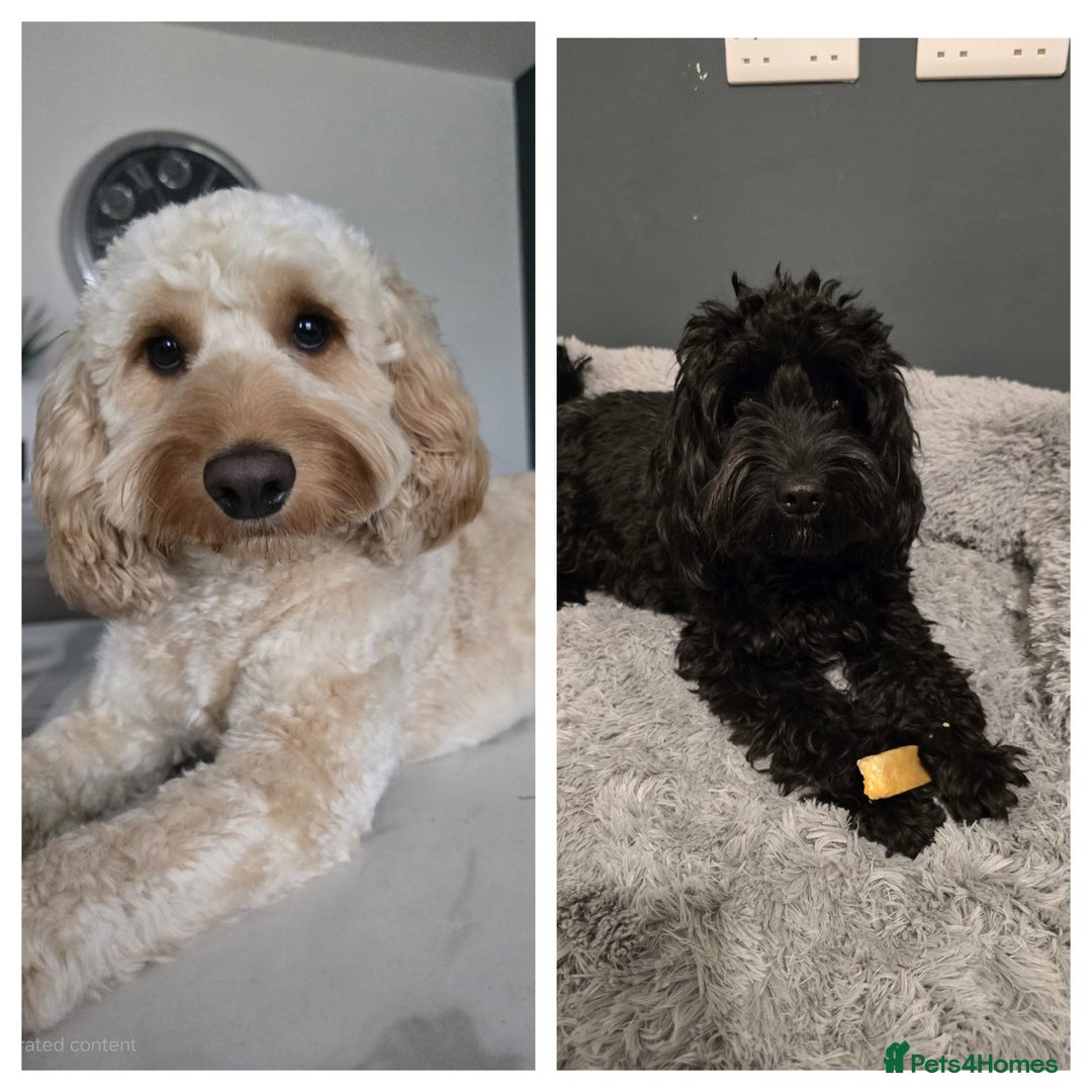 Cockapoo dogs for sale: F2 cockapoo puppies  - Image 2