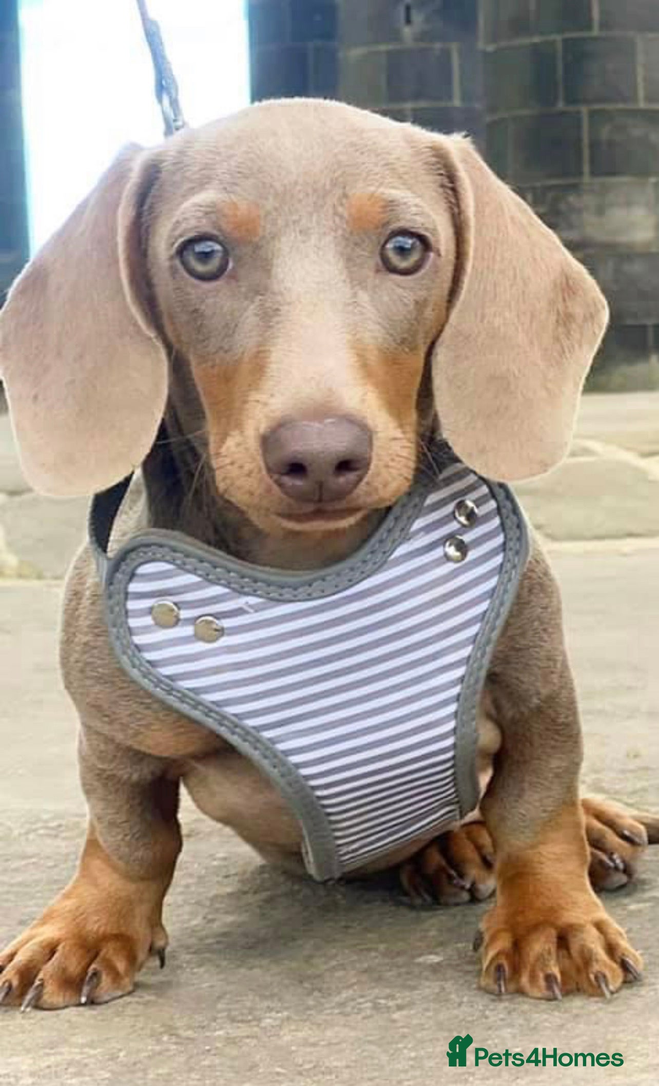 Miniature Dachshund dogs ISABELLA AND TAN MINIATURE DACHSHUND  in Sunderland - Advert 14