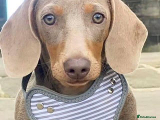 Miniature Dachshund dogs in Sunderland - Advert 13