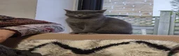 Scottish Fold cats for sale: Scottish fold and british shorthair for sale  in Bradford - Advert 8