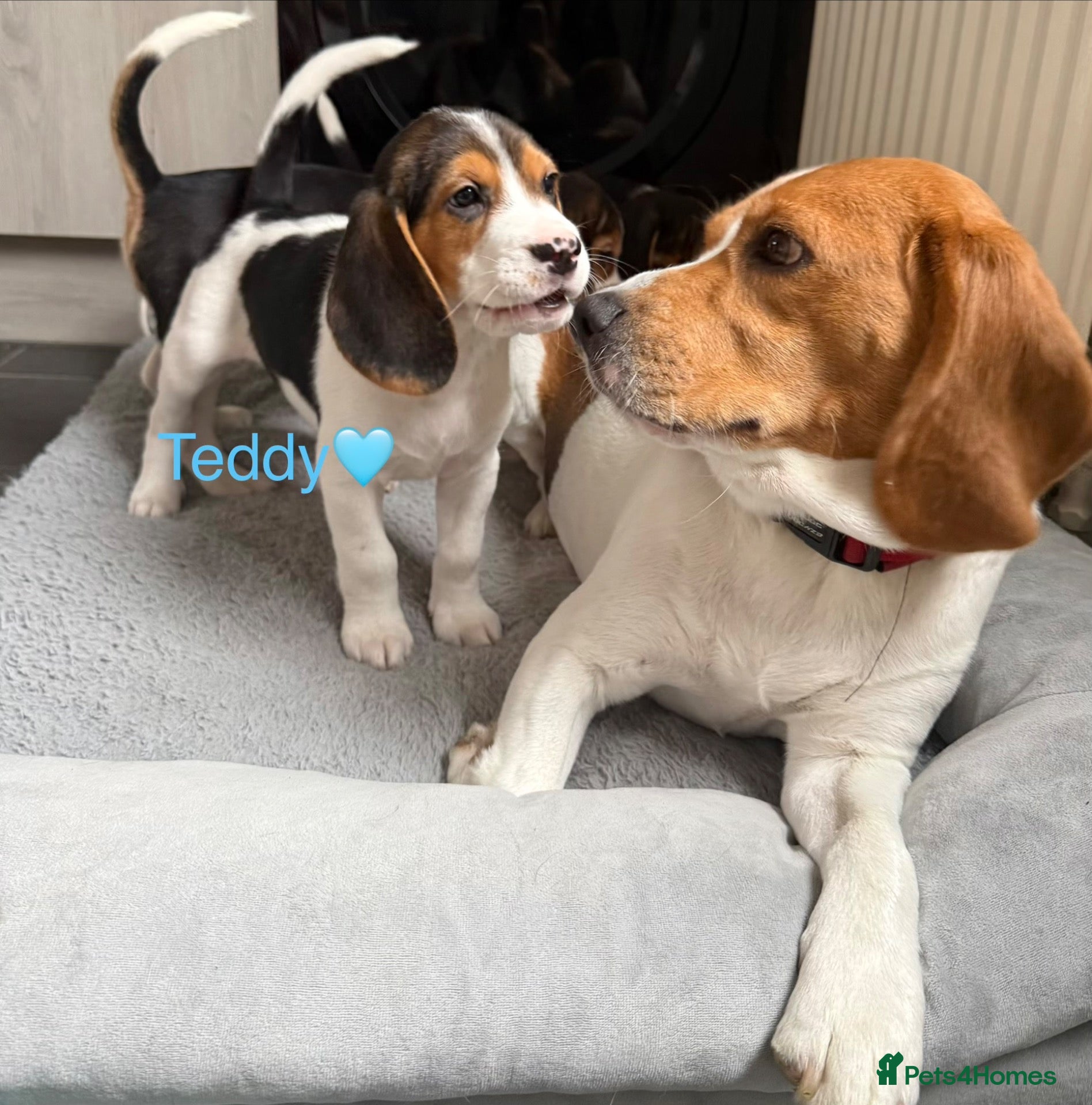 Beagle dogs for sale: Beagle puppies 🐶🐾 ready to leave!!🩷🩵 - Advert 2