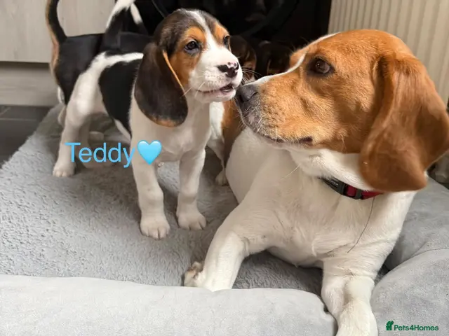 Beagle dogs for sale: Beagle puppies 🐶🐾 ready to leave!!🩷🩵 - Advert 2