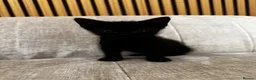 Mixed Breed cats for sale: 3 Beautiful Kittens ready for a new home - Advert 3