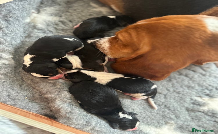 Basset Hound dogs - Advert 1
