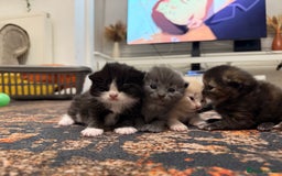 Scottish Fold cats for sale: Kittens. Scottish fold - Image 6