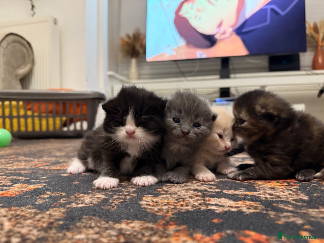 Scottish Fold cats for sale: Kittens. Scottish fold - Image 6