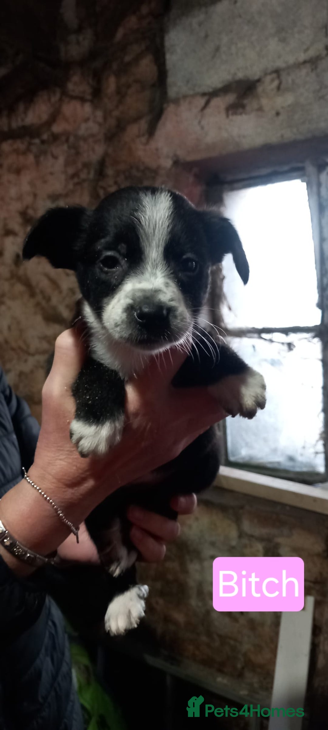 Border Collie dogs for sale: Border Collie Pups - Advert 9