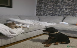 Rottweiler dogs for sale: Male Rottweiler Puppy 6 Months Old - Advert 7