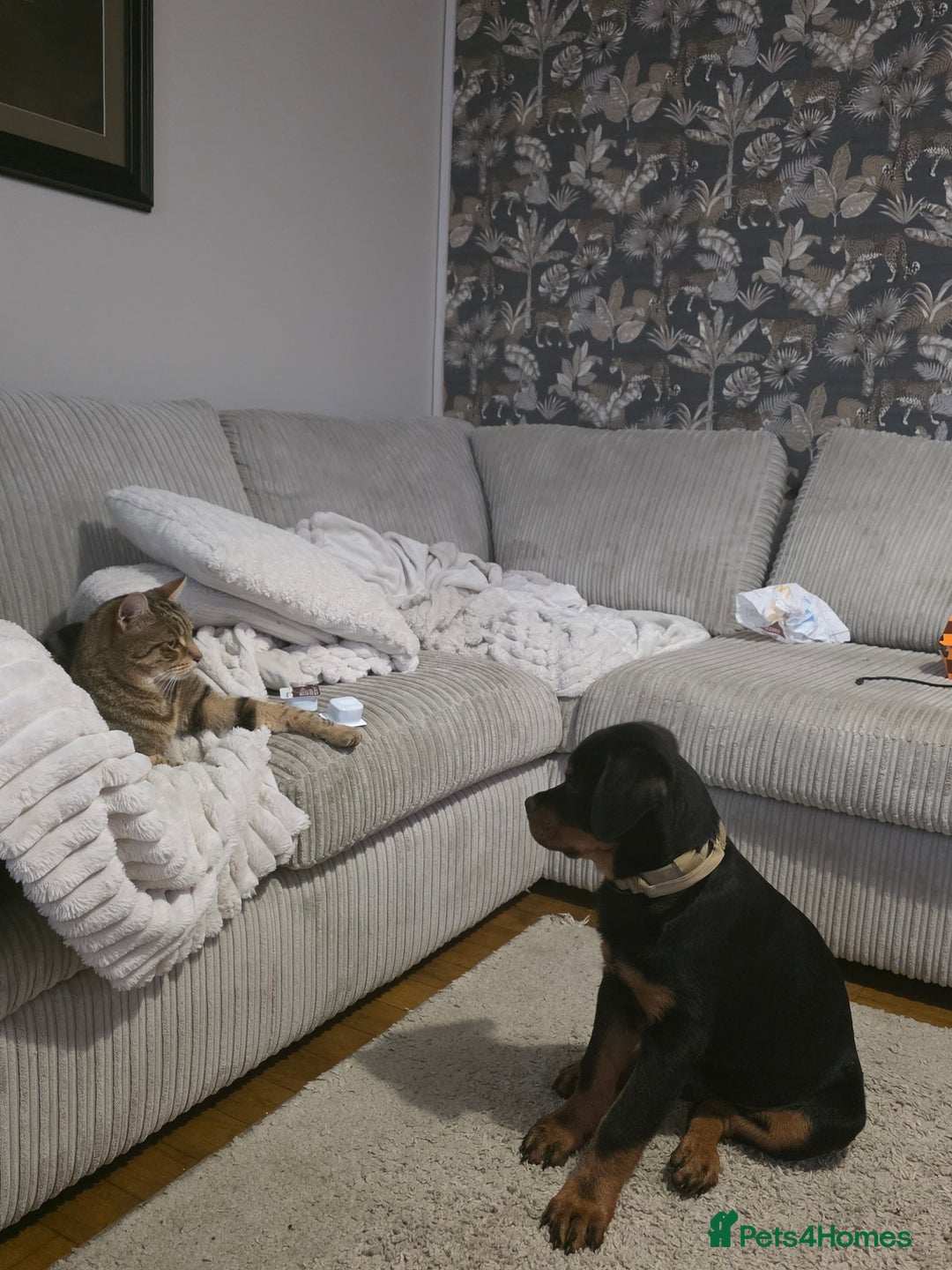 Rottweiler dogs for sale: Male Rottweiler Puppy 6 Months Old - Advert 7