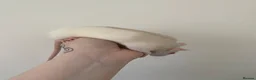 Rat rodents for sale: 4 Tame female rats - Advert 3