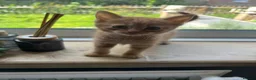 Mixed Breed cats for sale: 4 beautiful well socialised kittens  - Advert 3