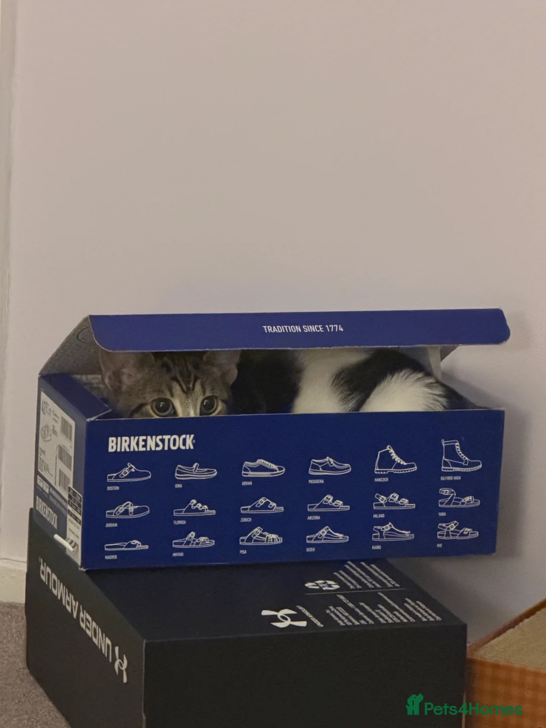 Mixed Breed cats for sale: Lovely Kitten for sale - Advert 2