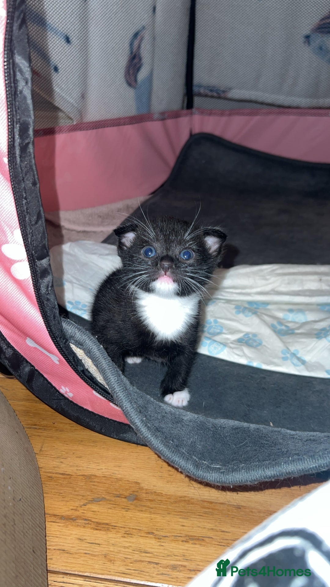 Scottish Fold cats for sale: Beautiful Scottish Fold Kittens  - Image 6